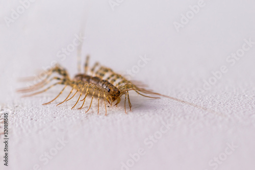 Centipede (Scutigera coleoptrata) on the wall.