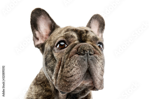 Portrait of a beautiful French Bulldog © kisscsanad