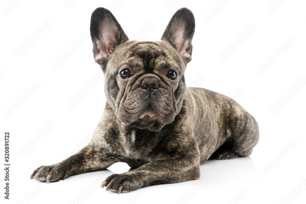 Studio shot of a beautiful French Bulldog