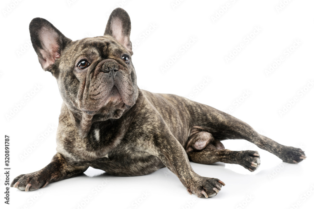 Studio shot of a beautiful French Bulldog Studio shot of a beautiful French Bulldog