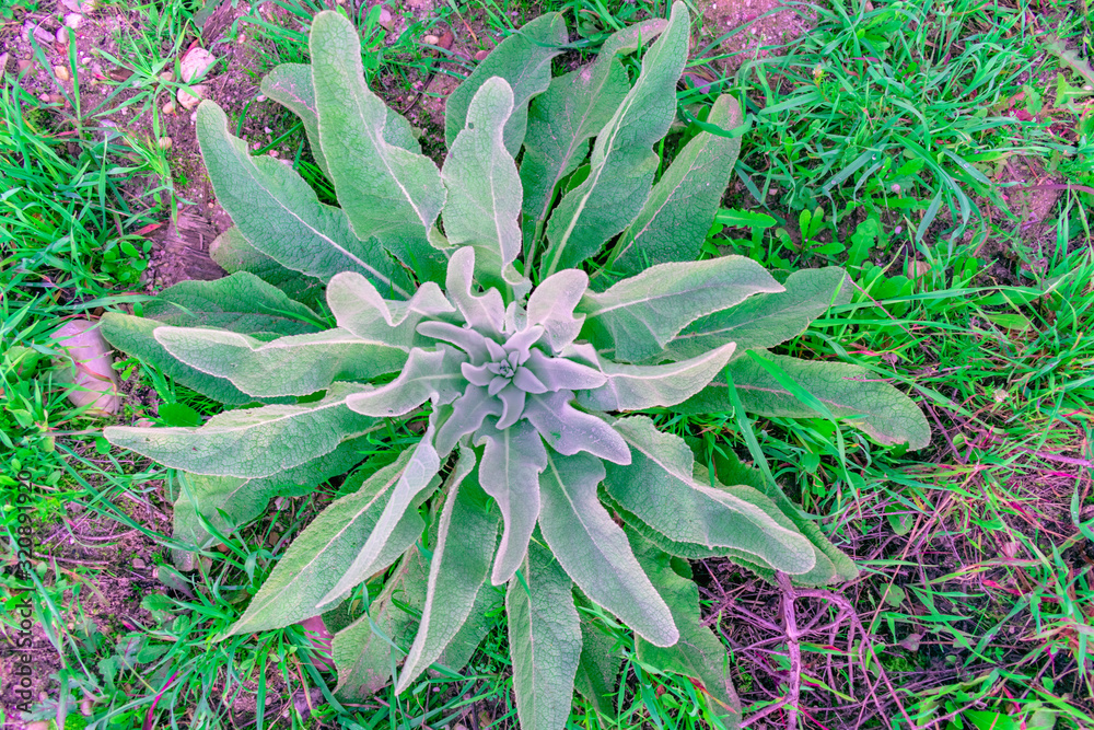 sage sage