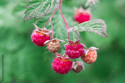 Raspberry bush. Red ripe and not yet ripe raspberry in green foliage.