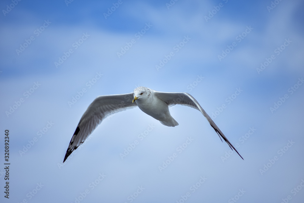 A low angle shot of a white European herring gull flying under a bright blue sky - freedom concept A low angle shot of a white European herring gull flying under a bright blue sky - freedom concept