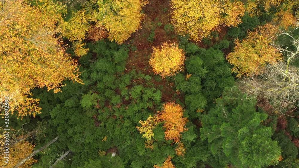 Aerial view of sunny autumn season coloured forest landscape. Aerial view of sunny autumn season coloured forest landscape.