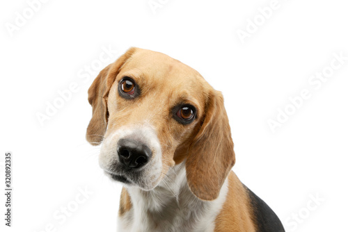 Portrait of an adorable Beagle