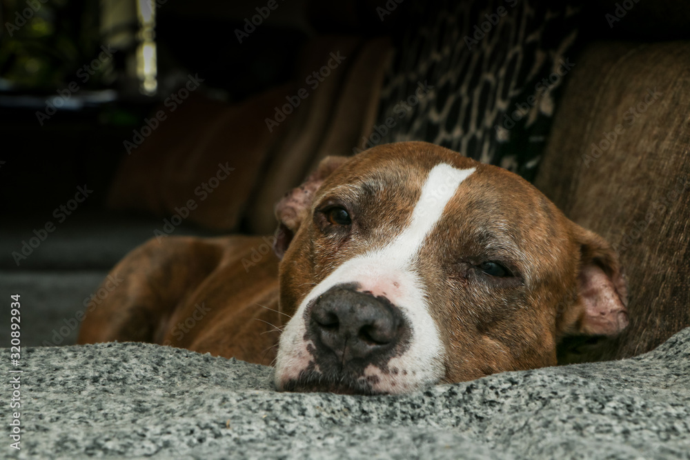 The old american stafforshire terrier is lying on a sofa and is sleepy and tired. Looks like he is sad and lonely. 