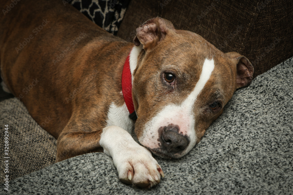 The old american stafforshire terrier is lying on a sofa and is sleepy and tired. Looks like he is sad and lonely. 