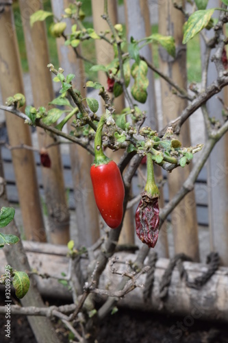 Antes y despues en la misma rama ,de un tipico  chile Italiano 