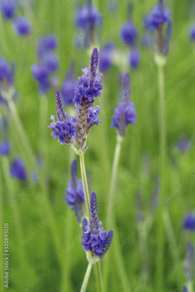 Close up of purple flower Lavender