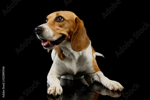 Studio shot of an adorable Beagle