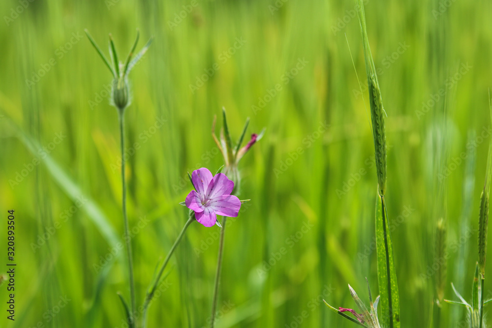 The nice fresh pink purple meadow flower is catching the sun. The nice fresh pink purple meadow flower is catching the sun.