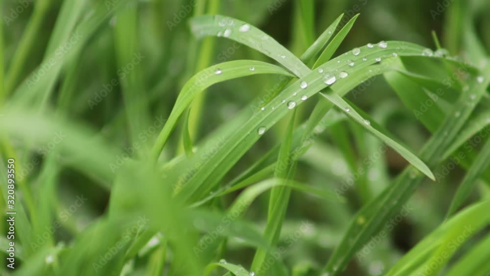 Fresh green grass with dew drops close up. Water drops on the fresh grass after rain. Light morning dew on the green grass. Spring background Fresh green grass with dew drops close up. Water drops on the fresh grass after rain. Light morning dew on the green grass. Spring background