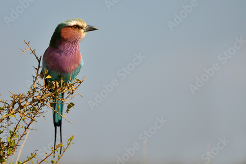 Lilac Breasted Roller photo