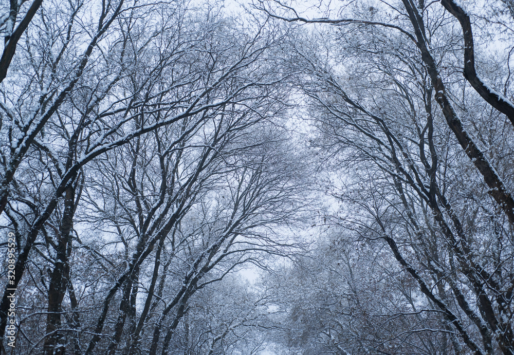 Winter forest. Christmas tree. Christmas and New Year holidays background. Christmas greetings. Winter forest. Christmas tree. Christmas and New Year holidays background. Christmas greetings.