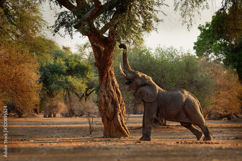 Konstfotografi African Bush Elephant - Loxodonta africana in Mana Pools National Park in Zimbabwe, standing in the green forest and eating or looking for leaves