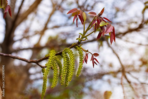 Cuadro en lienzo The branch of the walnut blossomed in spring with green long flowers