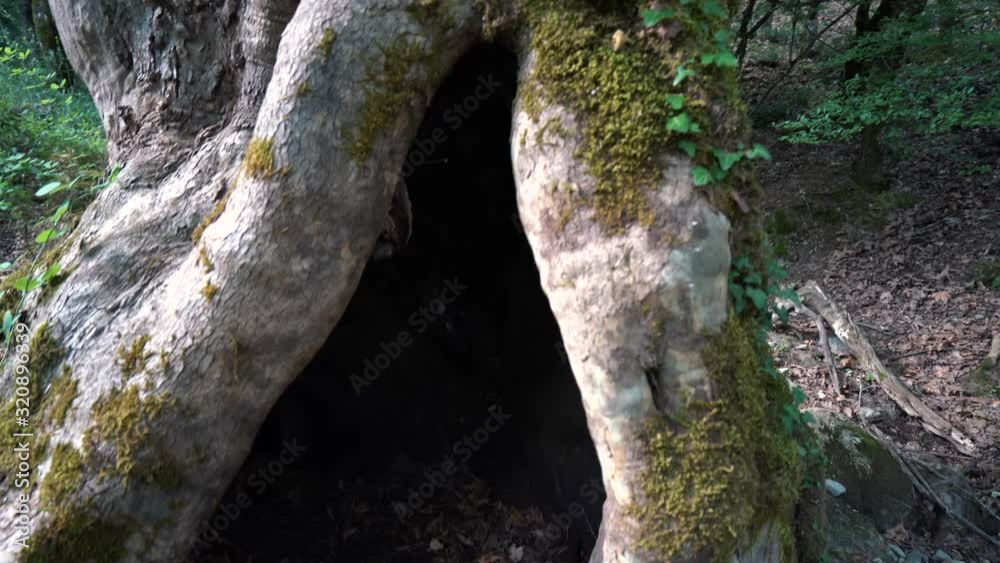 pan right natural tree cavity hollow pan right natural tree cavity hollow
