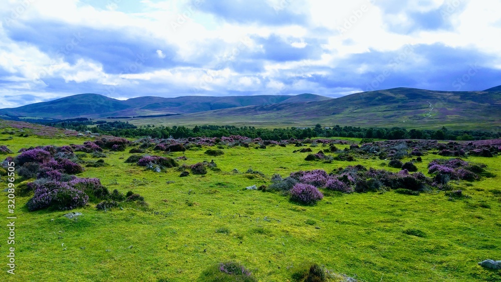 Naklejka premium landscape with green field and blue sky