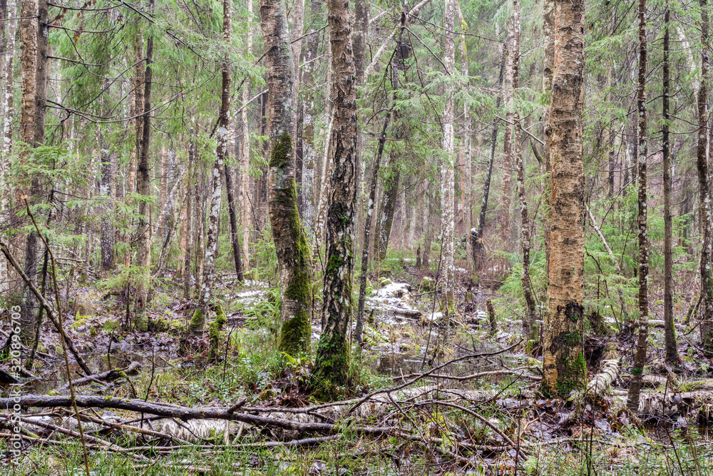 Marshland in a mixed forest: mixture of snow and water. Overcast day. Marshland in a mixed forest: mixture of snow and water. Overcast day.