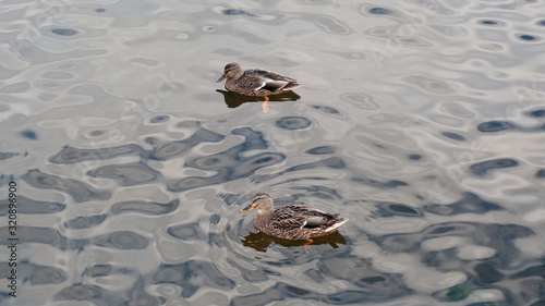 A pair of ducks swim in the river, duck swims on a pond, animal, beak, beautiful, beauty, bird, birds, blue, duck, duck swims, ducks, feather, fowl, green, lake, male, mallard, natural, nature