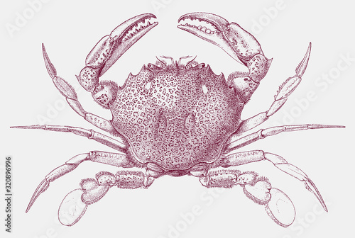 Lady crab ovalipes ocellatus from Eastern North America in top view