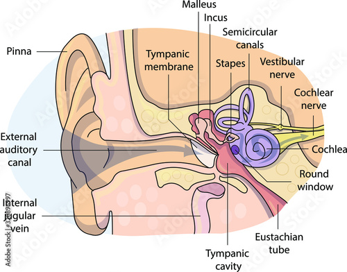 Vector illustration of a schematically painting of an ear. Detailed ear anatomy diagram