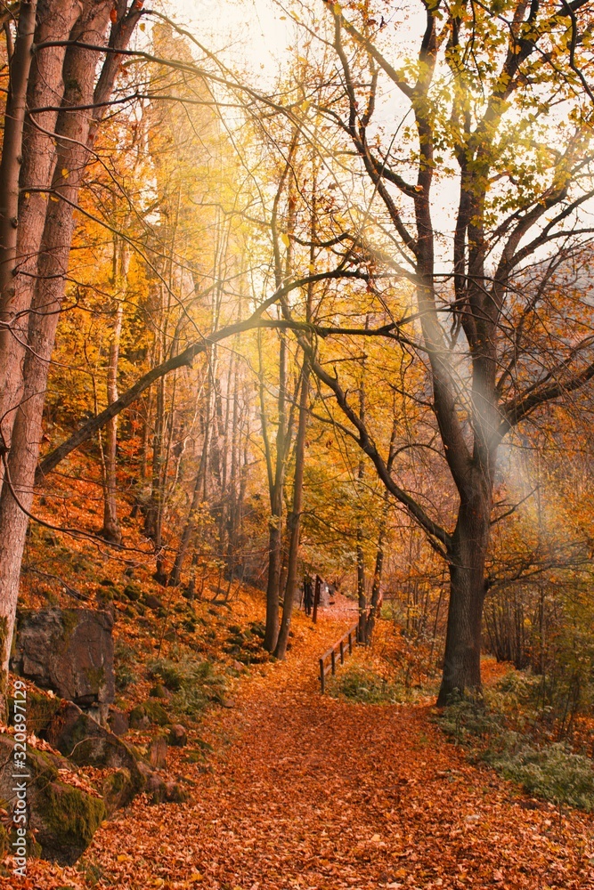 Beautiful autumn road to the Svatosske rocks lined with trees and winding around the river Ohre.Autumn walk in beautiful nature. Path lined with autumn leaves.