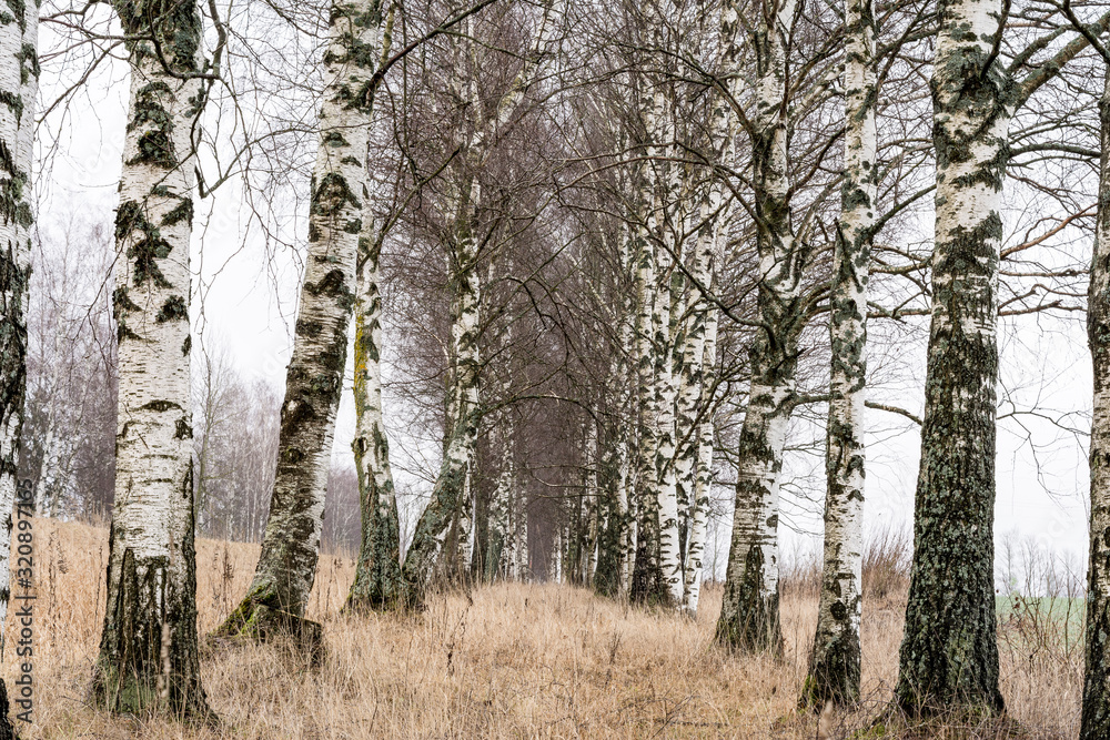 birch alley and dry grass in late autumn, nature abstract background birch alley and dry grass in late autumn, nature abstract background