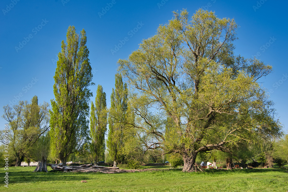 trees in the the park with fresh leaves