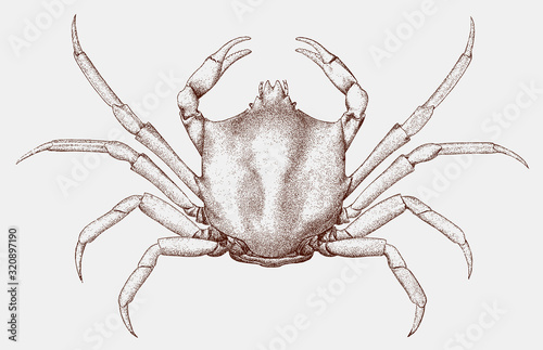 Northern kelp crab, pugettia producta from the Pacific coast of North America in top view