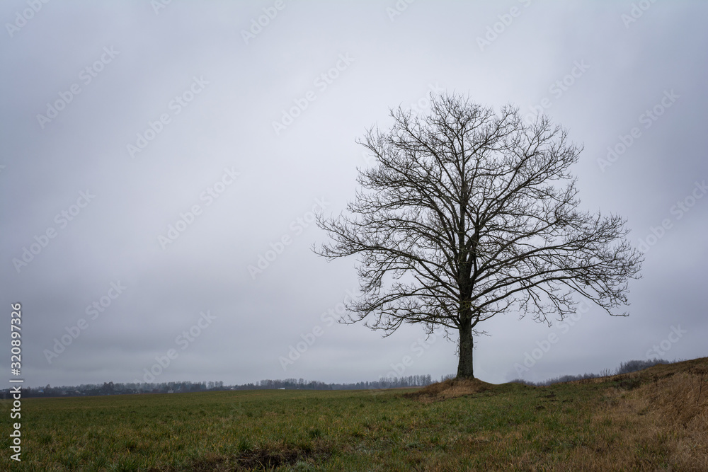 lonely oak without foliage in a field against a cloudy sky, nature abstract background lonely oak without foliage in a field against a cloudy sky, nature abstract background