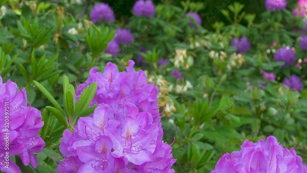 Green Bushes with big purple flower blossoms medium shot. Green Bushes with big purple flower blossoms medium shot.