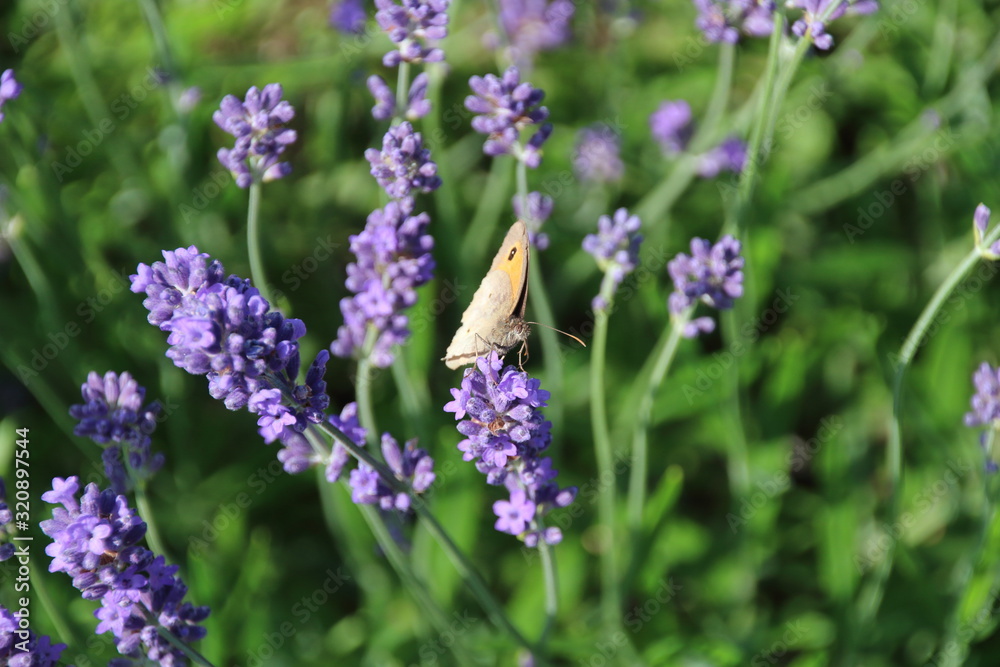 Schmetterling Bläuling auf Lavendelblüte Schmetterling Bläuling auf Lavendelblüte