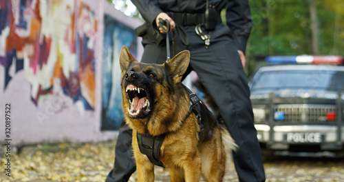 Police Caucasian Shepherd dog barking while policeman holding him on leash at the crime scene. Criminal district concept. Outdoor. © VAKSMANV
