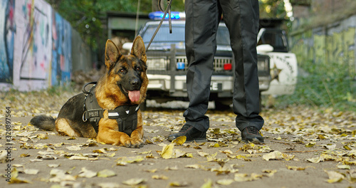 Front view of the shepherd dog lying on the ground and looking at the camera. Policeman holding dog on leash at the police car outdoor.