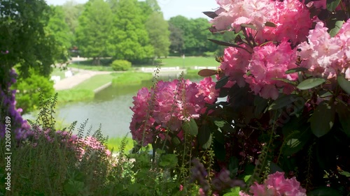 Japanese garden view with beatufiful flowers. photo