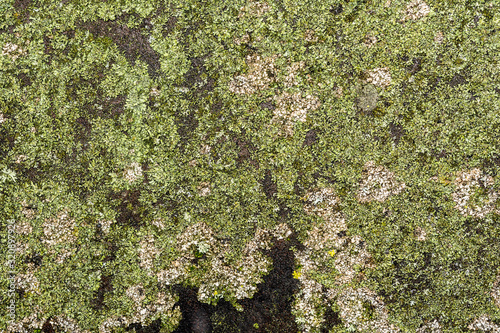 texture of green moss on a black metal surface, close-up abstraction background