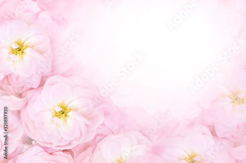 Pink spring blooming flowers or summer blossoming delicate roses festive background  pastel and soft bouquet floral card  selective focus  toned