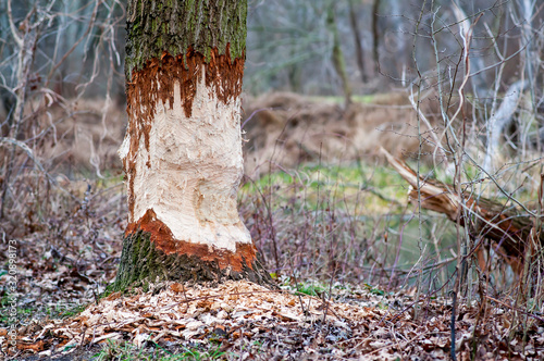 Eurasian beaver cuts on the tree. Beaver damage.