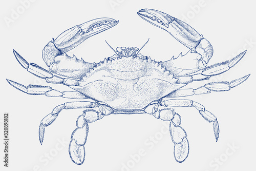 Atlantic blue crab, callinectes sapidus in top view photo