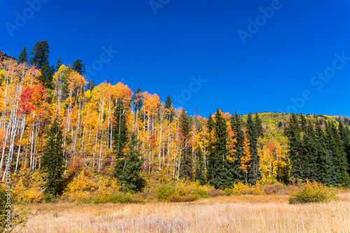 Autumn forest landscape with Aspen trees in Durango, Colorado