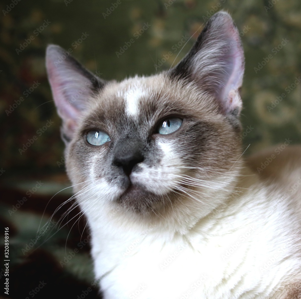 Munchkin cat similar to a Siamese with bright blue eyes