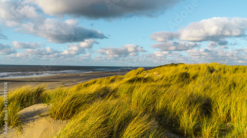 Wild North Sea coastal seascape with wide sandy coastline and tall marram grass(Ammophila arenaria) leaning and blown with a strong onshore wind and dramatic cloudy blue sky on Vlieland island