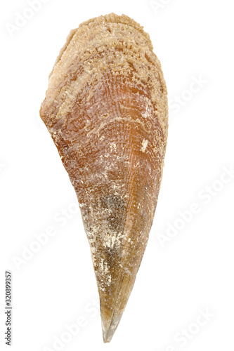 One Mediterranean large seashell (Pinna nobilis) isolated on white background. photo