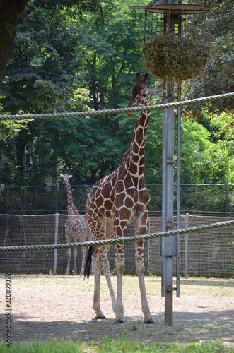 Canvas Print Reticulated Somali giraffes in the zoo