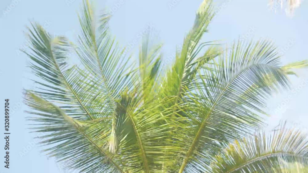 Coconut Palm Tree leaves from below Coconut Palm Tree leaves from below