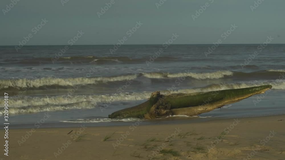 Moldy wooden trunk on a caribbean beach hitted by waves