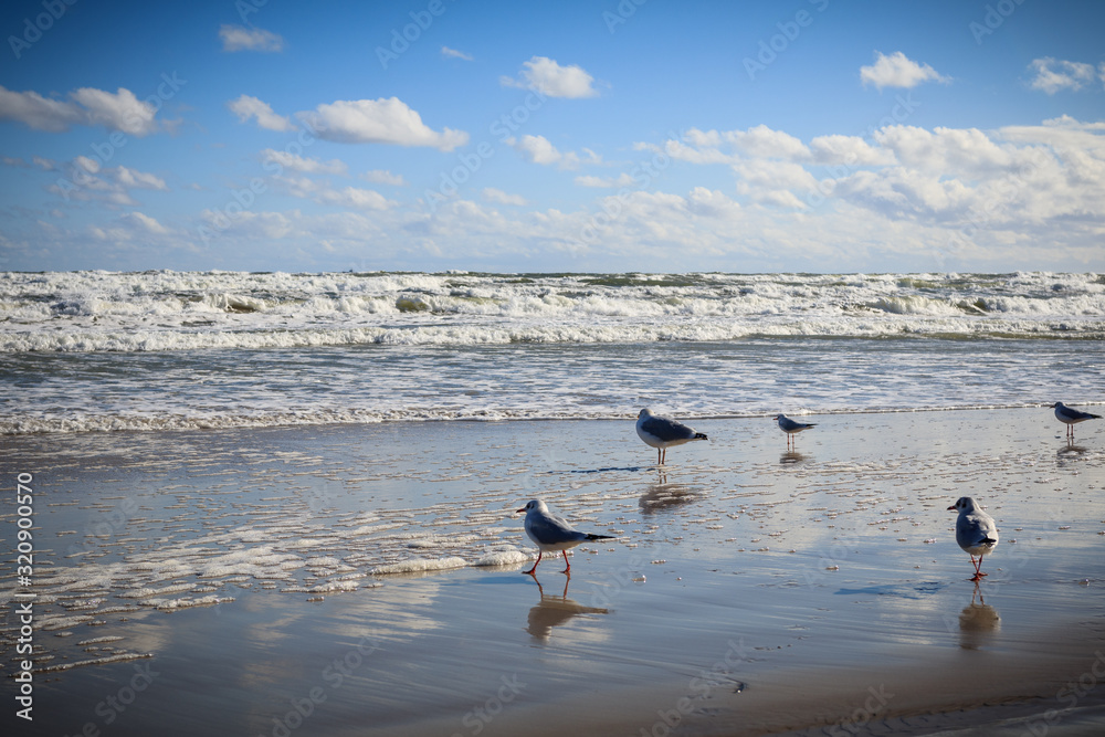 Fototapeta premium seagulls on the beach