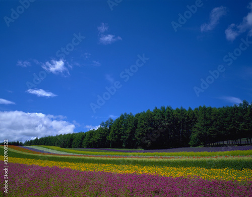 flowers sea Hokkaido Japan