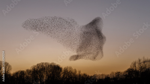 Fotografiet The Murmurations of Starlings in evening light
